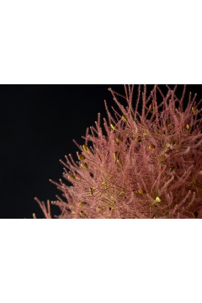 Cotimus coggygria Magical Torch в Україні